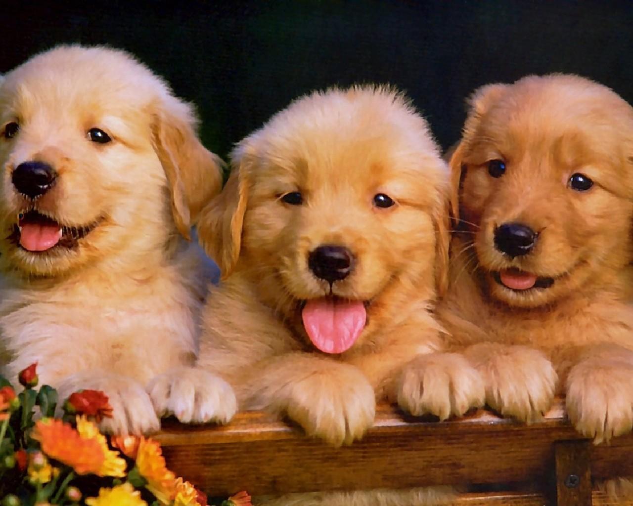 Golden Retriever Dogs Wallpape For Android Apk Download