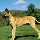 Great Dane Dogs Wallpapers aplikacja