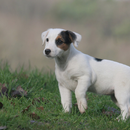 Jack Russell Terrier Dog Wallp APK
