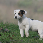 Jack Russell Terrier Dog Wallp icône