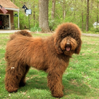 آیکون‌ Labradoodle Dogs Wallpapers