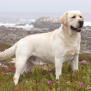 Labrador Retriever Dog Wallpap APK