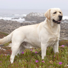 Labrador-Retriever-Hund Tapete Zeichen