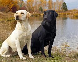 Labrador Retriever Dogs Themes ảnh chụp màn hình 3
