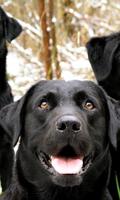 Labrador Retriev Dog Wallpaper Cartaz