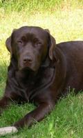 Labrador-Retriever-Hund Tapete Screenshot 1