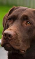 Labrador-Retriever-Hund Tapete Screenshot 2