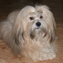 Lhasa Apso Dogs Wallpapers aplikacja