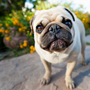 Pug Dogs Wallpapers aplikacja