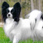 Papillon Dogs Wallpapers-icoon