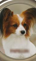 Papillon Dogs Wallpapers ảnh chụp màn hình 1