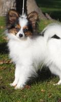 Papillon Dogs Wallpapers ảnh chụp màn hình 2