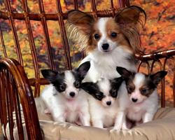 Papillon Dogs Wallpapers Ekran Görüntüsü 3