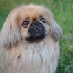 PekingeseDog壁纸