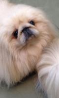 PekingeseDog壁纸 截圖 1
