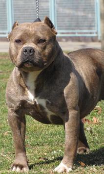 pitbull dogs wallpapers apk download free personalization app for