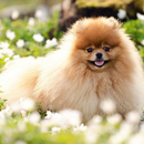 Fondo de perro de Pomeranian APK