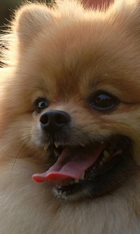 Android 用の ポメラニアン犬の壁紙 Apk をダウンロード