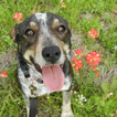 Rat Terrier Dogs Wallpapers