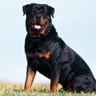 Rottweiler कुत्ता वॉलपेपर आइकन