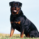 Fondo de perro de Rottweiler APK