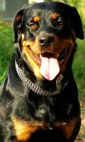 Rottweiler Dogs Wallpapers স্ক্রিনশট 1