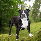 Staffordshire Terrier Wallpape icône