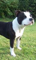 Staffordshire Terrier Dog Wall Poster