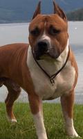 Staffordshire Terrier Dog Wall captura de pantalla 1