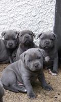 Staffordshire Terrier Dog Wall captura de pantalla 2