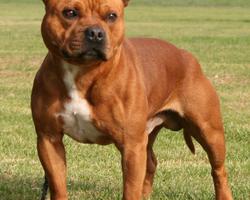 Staffordshire Terrier Dog Wall captura de pantalla 3