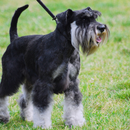Schnauzer Dogs Wallpapers aplikacja