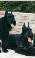 Schnauzer Dogs Wallpapers ภาพหน้าจอ 2