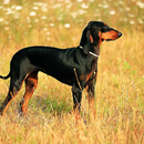 Segugio Italiano Dogs Themes aplikacja