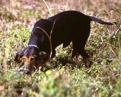 Segugio Maremmano Dogs Themes ảnh chụp màn hình 3