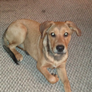Shepard mix Dogs Wallpapers aplikacja