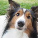 Shetland Sheepdog Dogs Themes aplikacja
