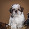Shih Tzu Dogs Wallpapers