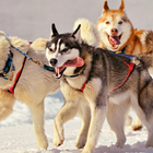 Siberian Husky Dogs Wallpapers ikona