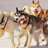 Siberian Husky Dog Wallpaper icône