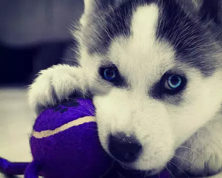 Android向けのシベリアンハスキー犬の壁紙 Apkをダウンロードしましょう