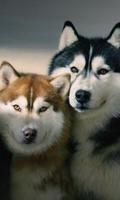 Siberian Husky Dogs Wallpapers poster