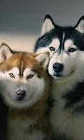 Siberian Husky Dog Wallpaper Affiche