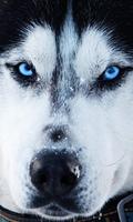 Siberian Husky Dog Wallpaper capture d'écran 1