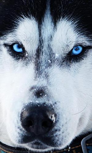 Siberian Husky Dogs Wallpapers Apk 1 0 Download For Android Download Siberian Husky Dogs Wallpapers Apk Latest Version Apkfab Com