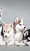 Siberian Husky Dogs Wallpapers screenshot 2
