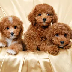 Toy Poodle Dogs Wallpapers APK download