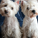 West White Terrier Dogs Themes aplikacja