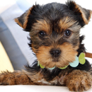 Yorkshire Terrier Dogs Wallpapers aplikacja