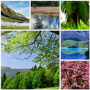 Collage Maker APK